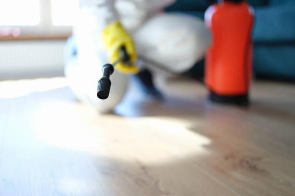 Mold Removal Services: Why Timely Action is Key to Preventing Property Damage