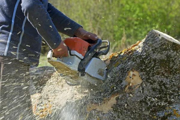 Why Codys Tree Service Leads Tree Service South Lake Tahoe
